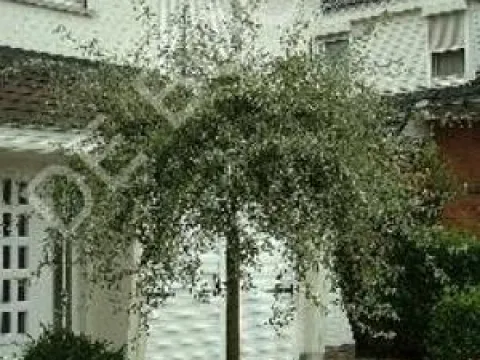 Pyrus salicifolia 'Pendula'