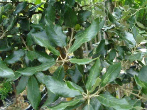 Quercus ilex