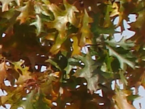 Quercus palustris
