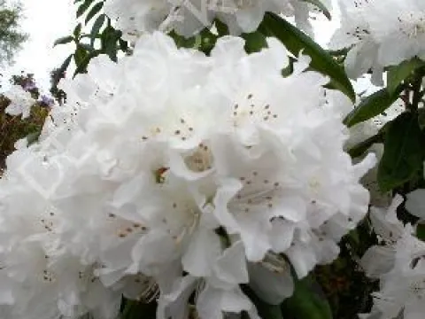 Rhododendron 'Dora Amateis'