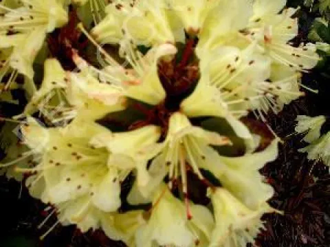 Rhododendron 'Princess Anne'