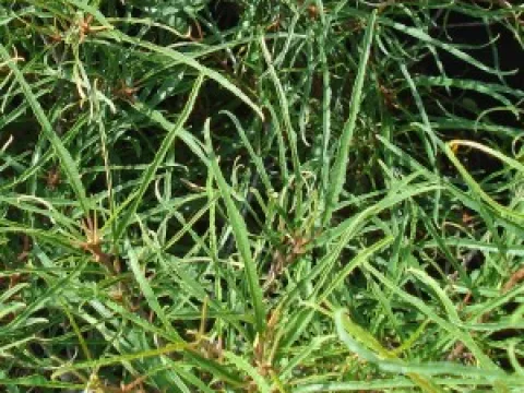 Rhamnus frangula 'Asplenifolia'