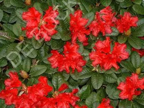 Rhododendron (R) 'Scarlet Wonder'
