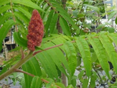 Rhus typhina