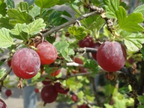 Ribes uva-crispa 'Hinnonmaeki Rood'