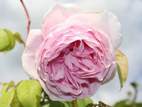 Rosa 'Princess Claire of Belgium' (R)