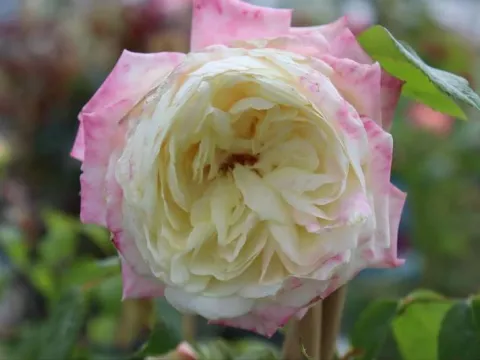 Rosa 'Alaska'