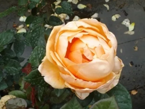 Rosa 'Abbaye de Cluny' (r)