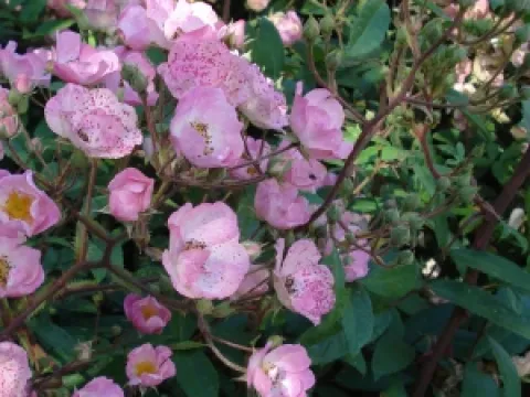 Rosa 'Alden Biesen' (r)