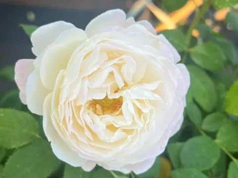 Rosa 'André Brichet'