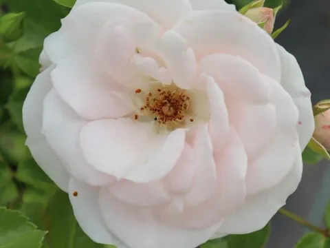Rosa 'Aspirin Rose' (r)