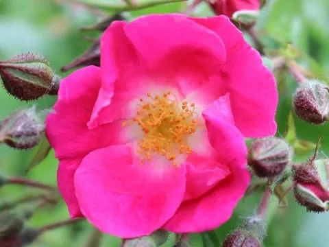 Rosa 'American Pillar'