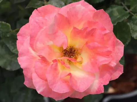 Rosa 'Apricot Queen Elisabeth'