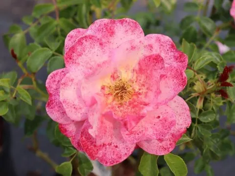 Rosa 'Aprikola' (r)