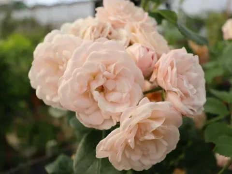 Rosa 'Bordure Nacrée' (r)