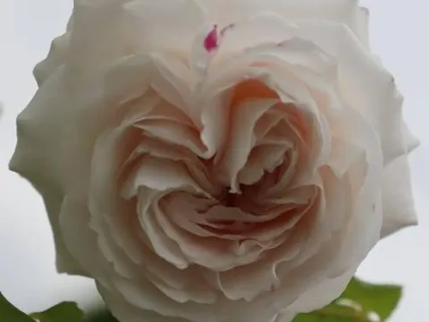 Rosa 'Boule de Neige'
