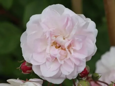 Rosa 'Blush Noisette'