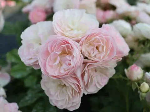 Rosa 'Bouquet Parfait' ®