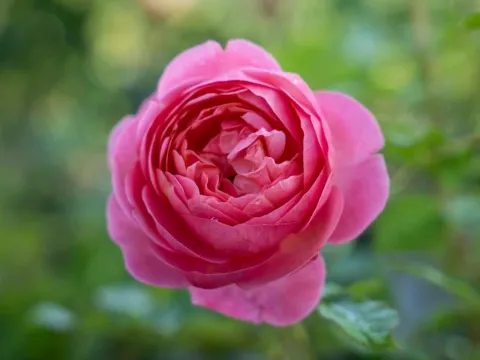 Rosa 'Boscobel'(R)