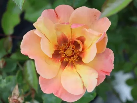 Rosa 'Persian Sun'