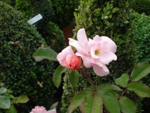 Rosa 'Clair Matin' (r)