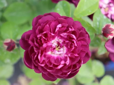 Rosa 'Cardinal de Richelieu'