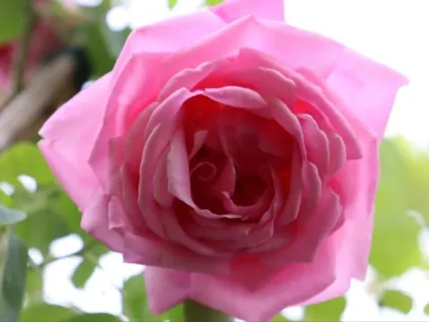 Rosa 'Caroline Testout'