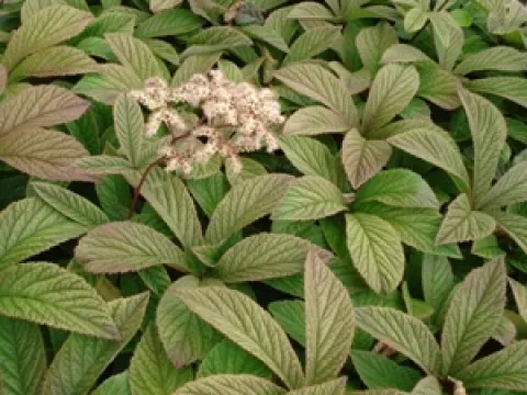 Rodgersia 'Chocolate Wings'