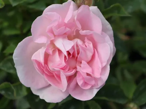Rosa 'Königin von Danemark'