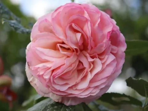 Rosa 'Eden Rose' (r)