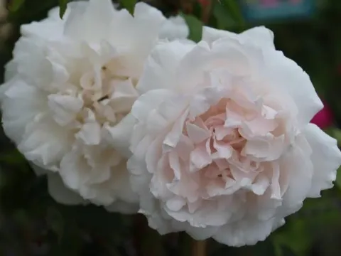 Rosa 'Mme Alfred Carrière'