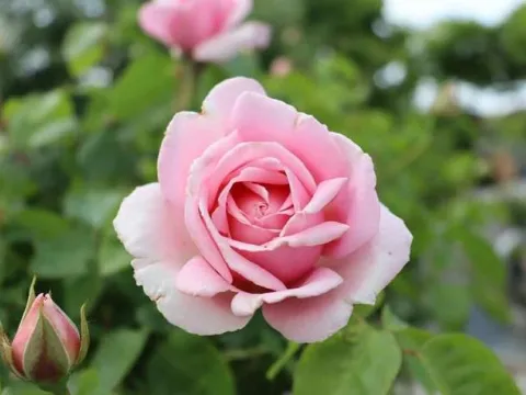 Rosa 'Fréderic Mistral' (r)
