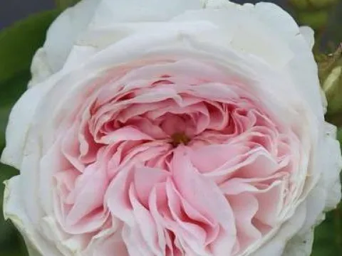 Rosa 'Félicité Parmentier'