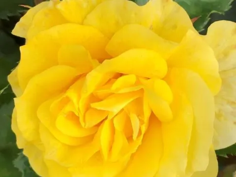 Rosa 'Friesia' ®