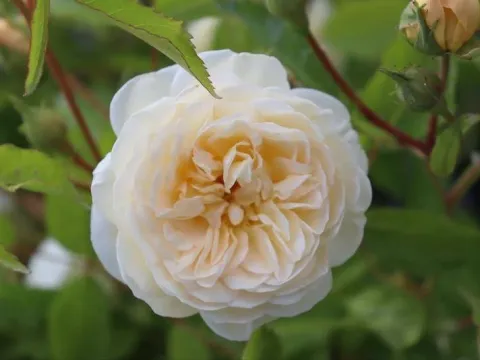 Rosa 'La Feuillerie'