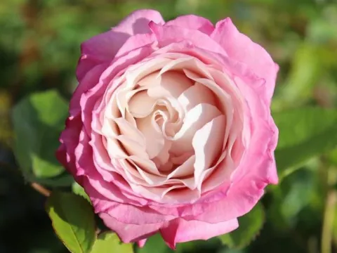 Rosa 'Rosenfaszination'