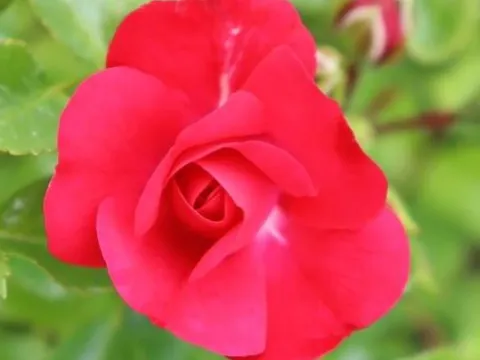 Rosa 'Gärtnerfreude'(R)