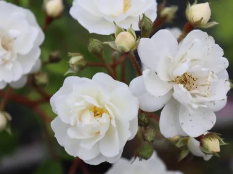 Rosa 'Guirlande d'Amour'