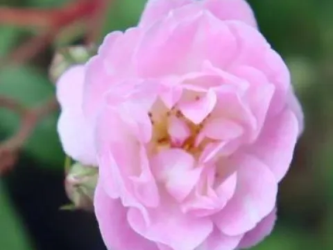 Rosa 'Guirlande Rose'