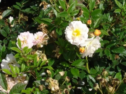 Rosa 'Ghislaine de Feligonde'