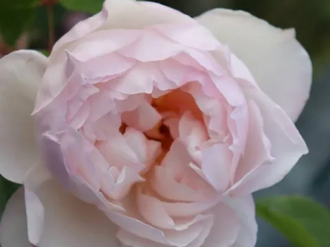 Rosa 'The Generous Gardener'