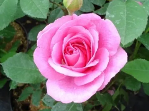 Rosa 'Gertrude Jekyll' ®