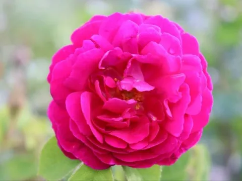 Rosa 'Henri Martin'