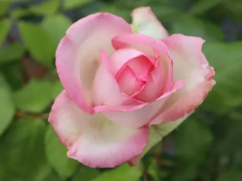 Rosa 'Honoré de Balzac' (r)