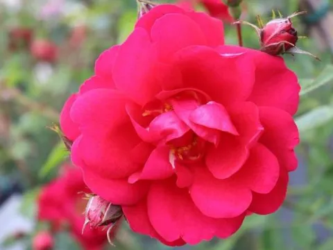 Rosa 'Henry Kelsey'