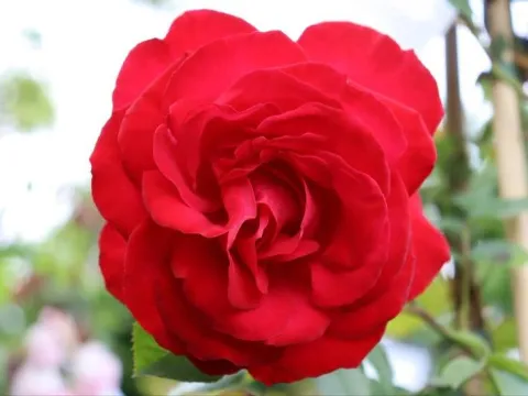 Rosa 'Heidelberg'