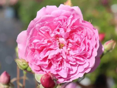 Rosa 'Harlow Carr'