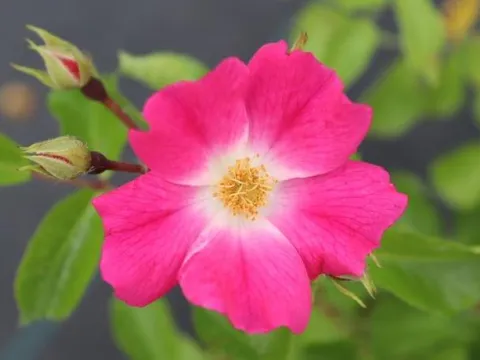 Rosa 'Floriade 2002' (R)