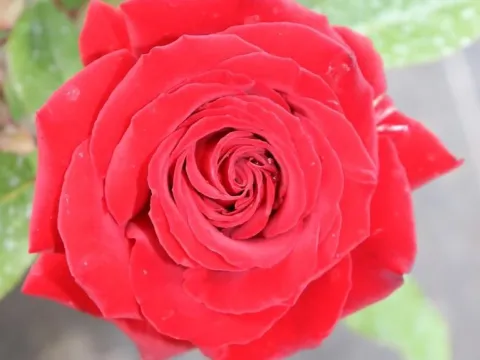 Rosa 'Ingrid Bergman'