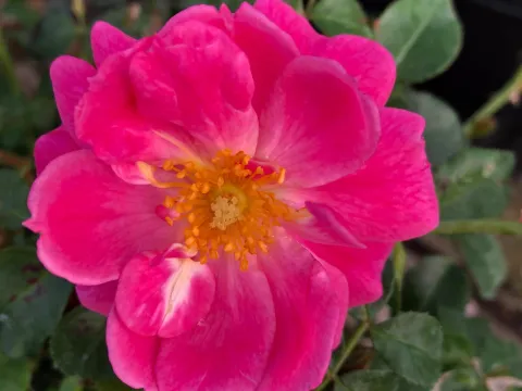 Rosa 'Magic Meidiland'